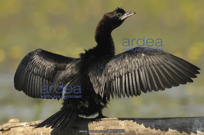 : Pygmy Cormorant (Microcarbo pygmeus) drying its : Pygmy Cormorant (Microcarbo pygmeus) drying its