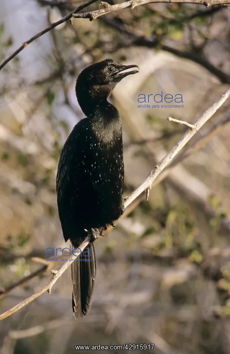 : Pygmy CORMORANT - Perched in tree : Pygmy CORMORANT - Perched in tree