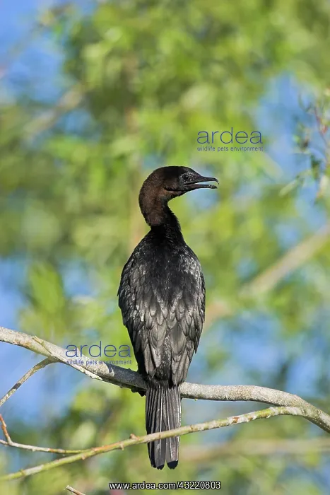 : Pygmy Cormorant (Phalacrocorax pygmeus) : Pygmy Cormorant (Phalacrocorax pygmeus)