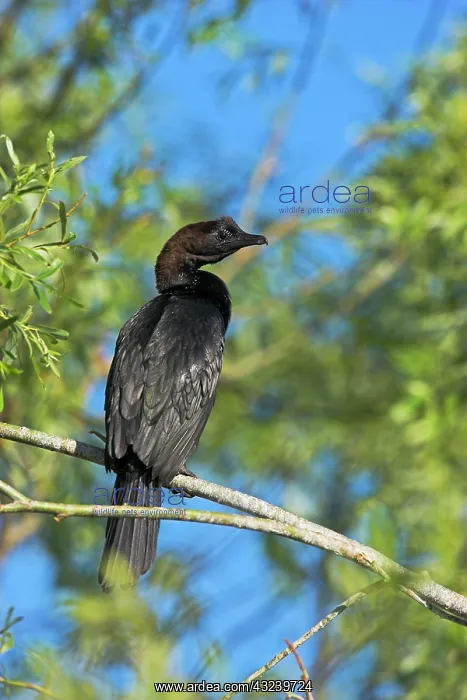 : Pygmy Cormorant (Phalacrocorax pygmeus) : Pygmy Cormorant (Phalacrocorax pygmeus)