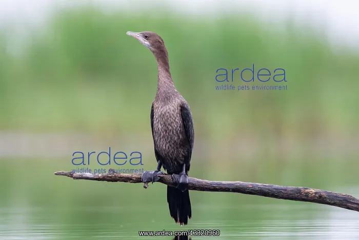 : Pygmy Cormorant (Phalacrocorax pygmeus) from the : Pygmy Cormorant (Phalacrocorax pygmeus) from the