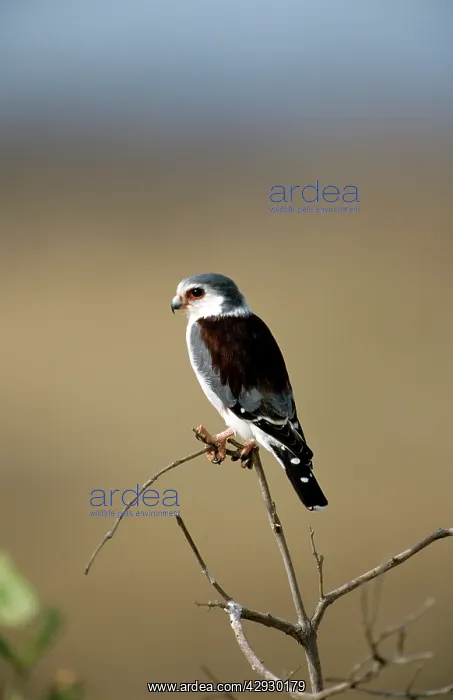 : Pygmy Falcon : Pygmy Falcon