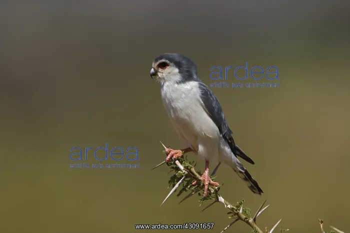 : Pygmy Falcon : Pygmy Falcon