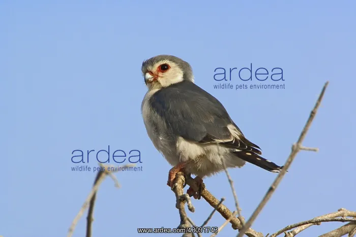 : Pygmy Falcon : Pygmy Falcon