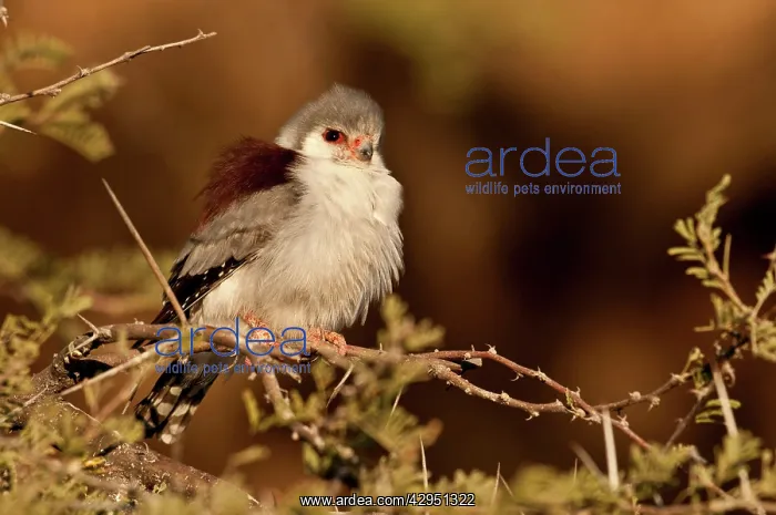 : Pygmy falcon - female near nest in early morning sun : Pygmy falcon - female near nest in early morning sun