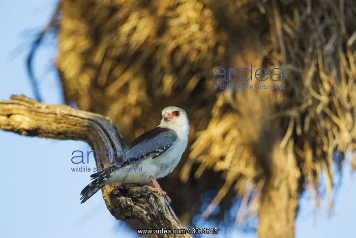 : Pygmy Falcon - female - in the vicinity of a communal : Pygmy Falcon - female - in the vicinity of a communal