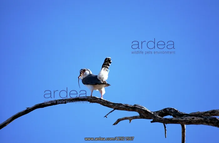 : Pygmy Falcon - male : Pygmy Falcon - male