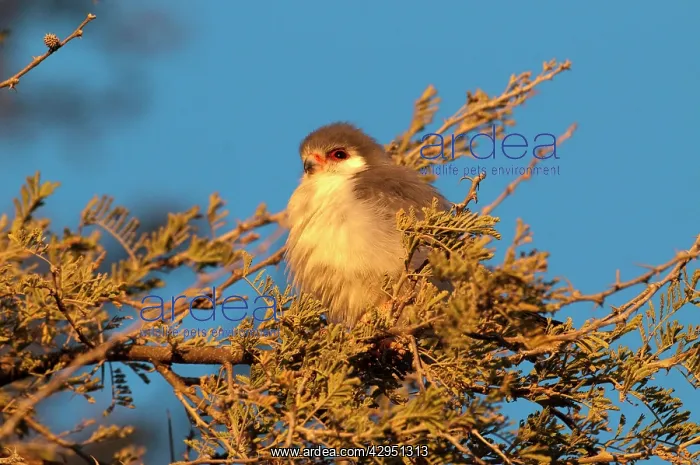 : Pygmy falcon - male in early morning sun : Pygmy falcon - male in early morning sun