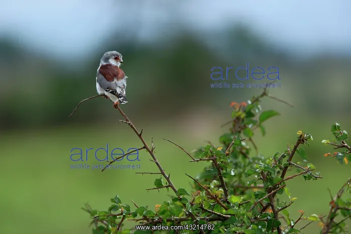 : Pygmy Falcon, Polihierax semitorquatus : Pygmy Falcon, Polihierax semitorquatus