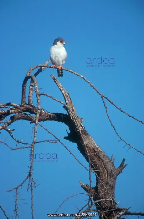 : Pygmy Falcon - Tiny seven inch falcon perched on : Pygmy Falcon - Tiny seven inch falcon perched on