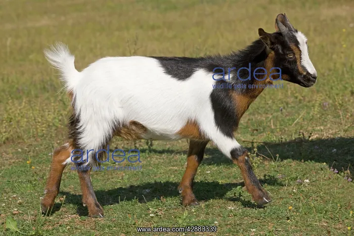 : Pygmy Goat