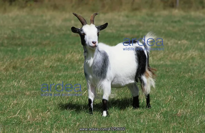 : Pygmy Goat : Pygmy Goat