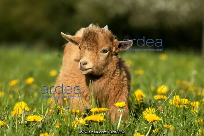 : Pygmy Goat or Dwarf Goat, capra hircus, 3 Month : Pygmy Goat or Dwarf Goat, capra hircus, 3 Month