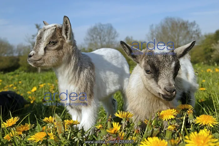 : Pygmy Goat or Dwarf Goat, capra hircus, 3 Month : Pygmy Goat or Dwarf Goat, capra hircus, 3 Month