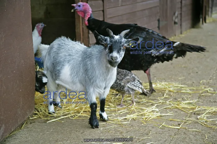  : Pygmy Goat in farm yard