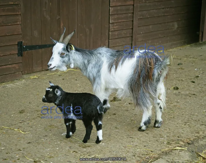 : Pygmy Goat & kid in farm yard : Pygmy Goat & kid in farm yard