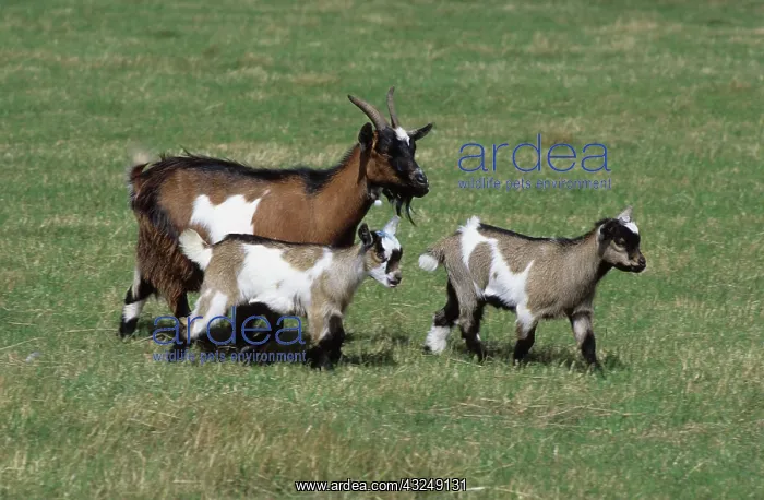 : Pygmy goat with kids : Pygmy goat with kids