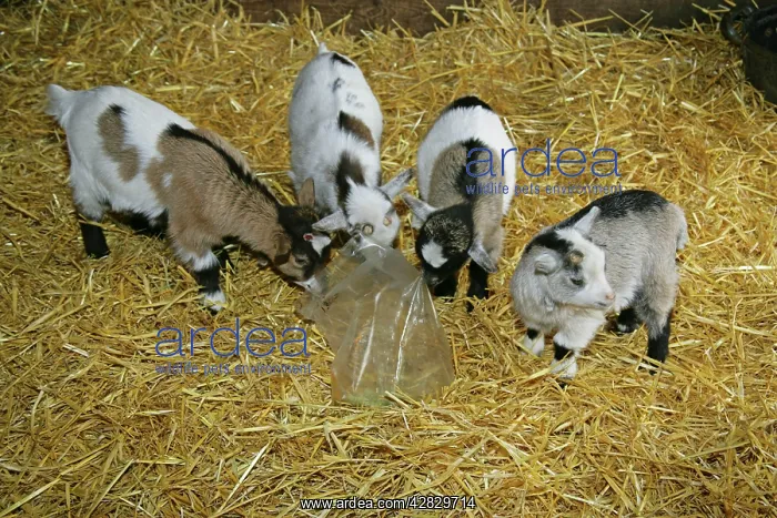  : Pygmy Goat kids investigating a polythene bag