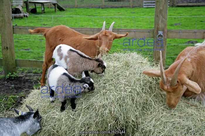  : Pygmy and Golden Guernsey Goats eating hay