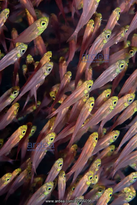 : Pygmy / Golden Sweeper : Pygmy / Golden Sweeper