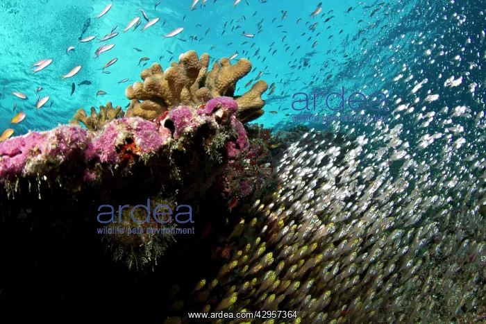 : Pygmy / Golden Sweeper Fish : Pygmy / Golden Sweeper Fish