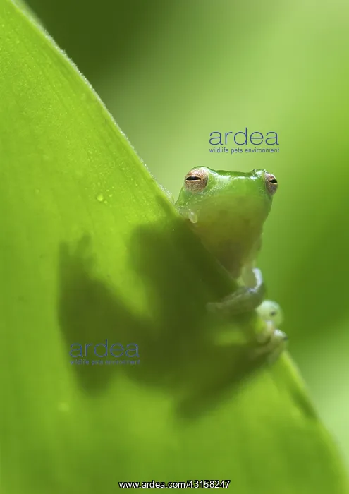 : Pygmy Hatchet-faced Frog : Pygmy Hatchet-faced Frog
