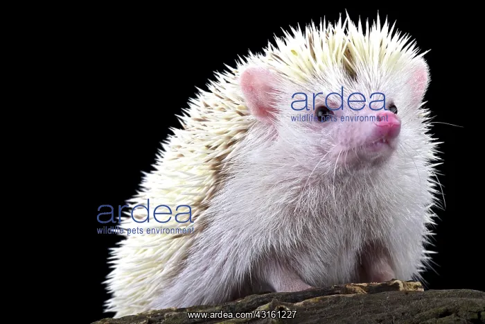 : Pygmy hedgehog (Atelerix albiventris), Netherlands : Pygmy hedgehog (Atelerix albiventris), Netherlands