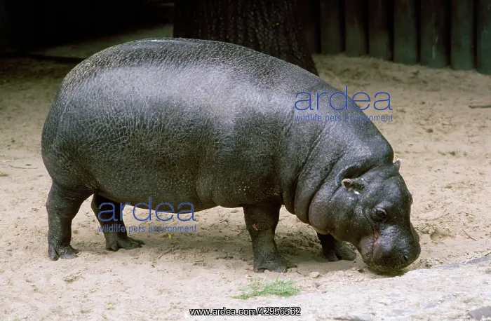 : Pygmy Hippopotamus : Pygmy Hippopotamus