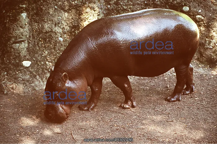: PYGMY HIPPOPOTAMUS : PYGMY HIPPOPOTAMUS