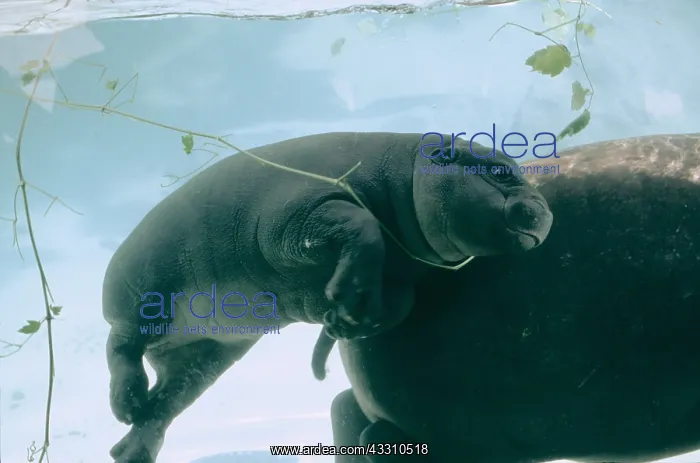 : PYGMY HIPPOPOTAMUS - Calf And Mother underwater : PYGMY HIPPOPOTAMUS - Calf And Mother underwater