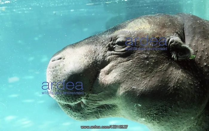 : PYGMY HIPPOPOTAMUS - close-up of head underwater : PYGMY HIPPOPOTAMUS - close-up of head underwater