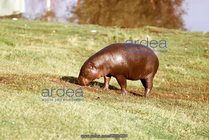 : PYGMY HIPPOPOTAMUS - grazing : PYGMY HIPPOPOTAMUS - grazing