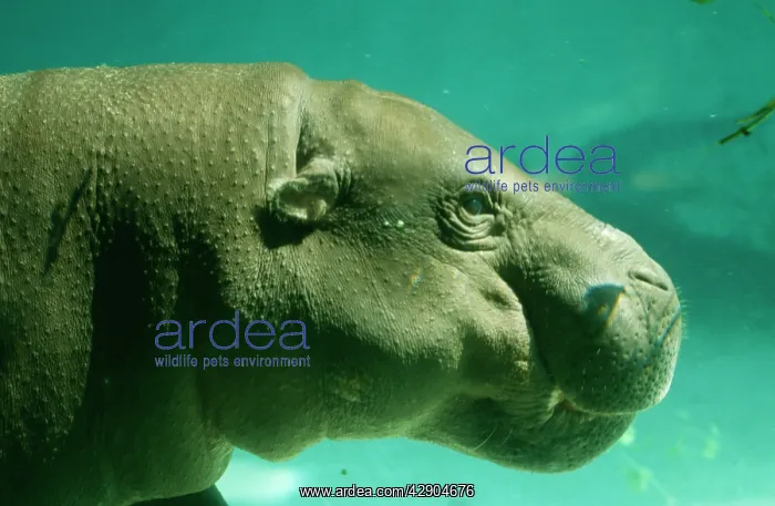 : Pygmy HIPPOPOTAMUS - head close-up, underwater : Pygmy HIPPOPOTAMUS - head close-up, underwater