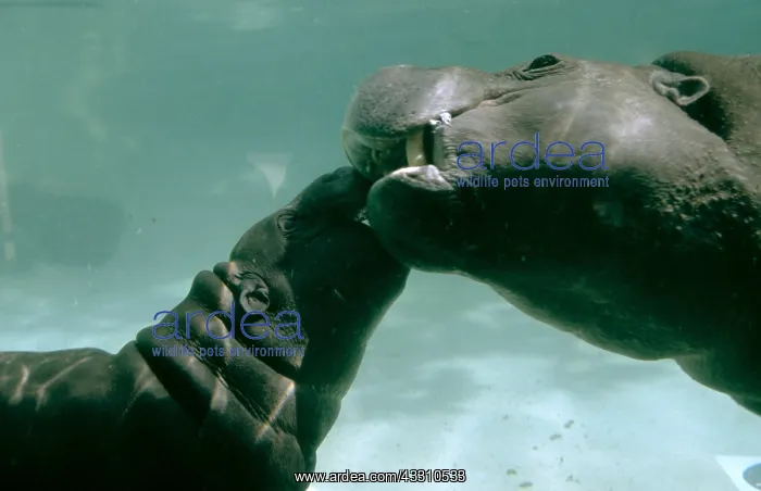 : PYGMY HIPPOPOTAMUS - Mother And Calf underwater : PYGMY HIPPOPOTAMUS - Mother And Calf underwater