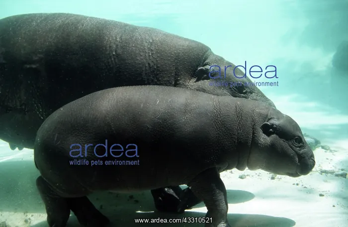 : PYGMY HIPPOPOTAMUS - mother and juvenile underwater : PYGMY HIPPOPOTAMUS - mother and juvenile underwater