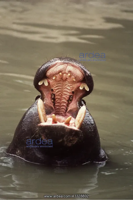 : PYGMY HIPPOPOTAMUS - With mouth open : PYGMY HIPPOPOTAMUS - With mouth open