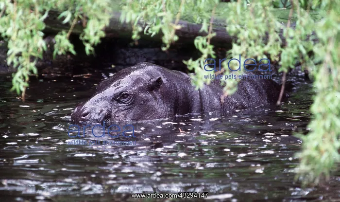 : PYGMY HIPPOPOTAMUS - In water : PYGMY HIPPOPOTAMUS - In water