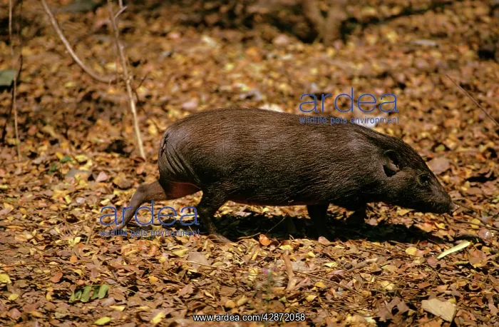 : Pygmy Hog (Sus salvanius). Assam, India : Pygmy Hog (Sus salvanius). Assam, India