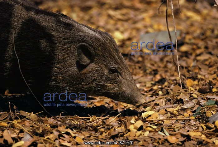 : Pygmy Hog (Sus salvanius). Assam, India : Pygmy Hog (Sus salvanius). Assam, India