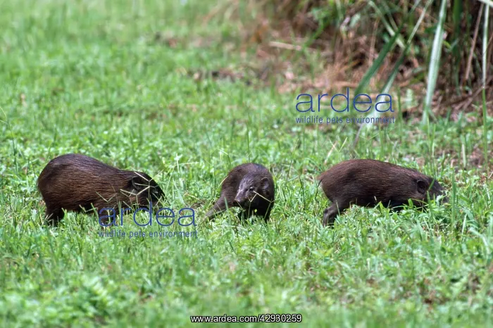 : Pygmy Hog (Sus salvanius). Manas Tiger Reserve, Assam : Pygmy Hog (Sus salvanius). Manas Tiger Reserve, Assam
