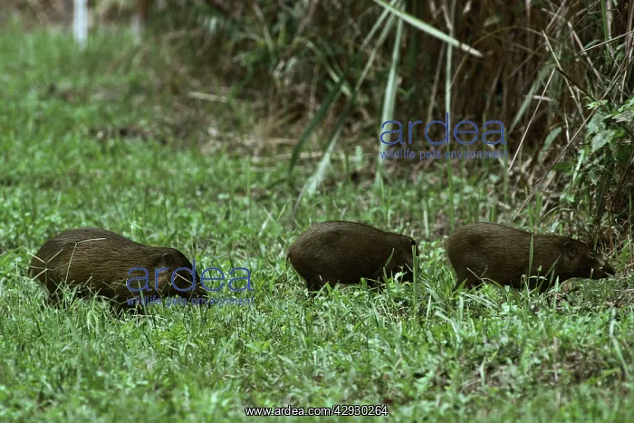 : Pygmy Hog - crossing grass clearing : Pygmy Hog - crossing grass clearing
