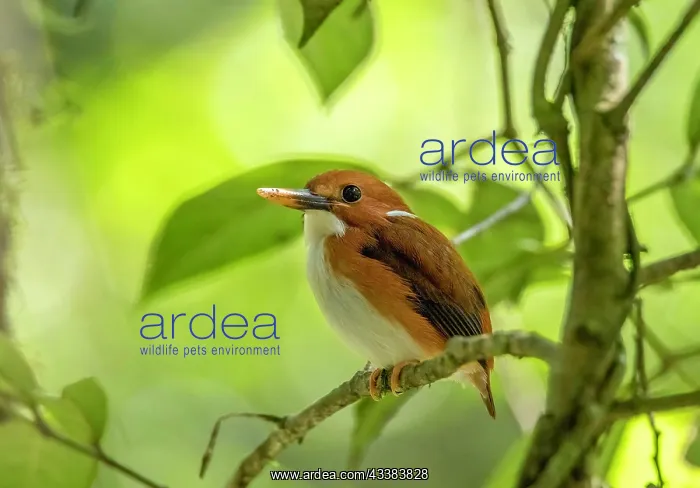 : A pygmy kingfisher in the rainforests of Analamazaotra Natio : A pygmy kingfisher in the rainforests of Analamazaotra Natio
