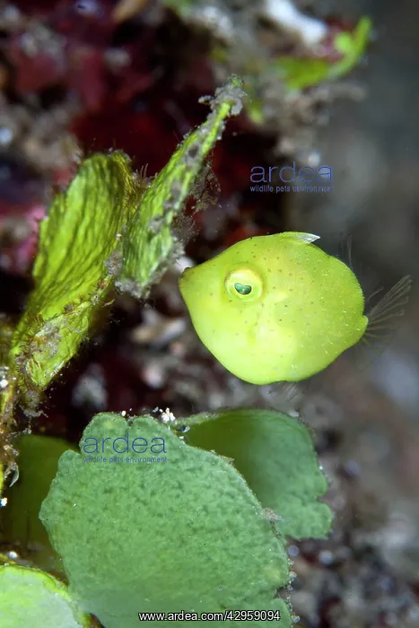  : Pygmy Leatherjacket