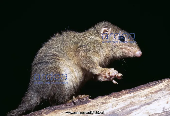 : Pygmy / Lesser Tree Shrew : Pygmy / Lesser Tree Shrew