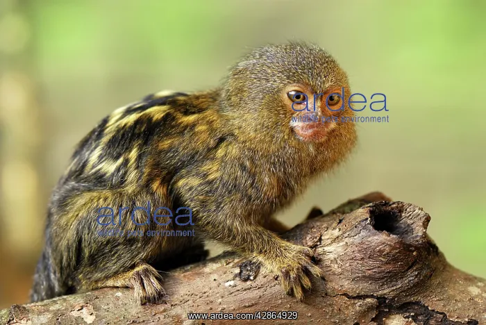 : Pygmy Marmoset : Pygmy Marmoset