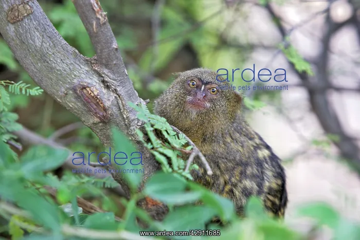  : Pygmy Marmoset