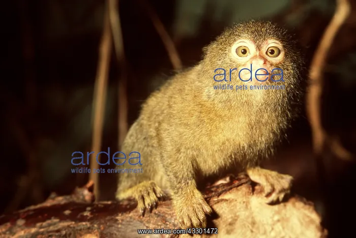 : PYGMY MARMOSET : PYGMY MARMOSET