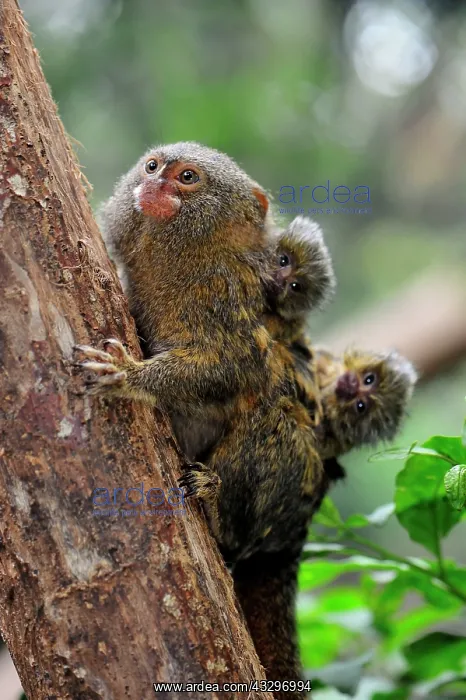 : Pygmy Marmoset - with baby Amacayacu National Park : Pygmy Marmoset - with baby Amacayacu National Park