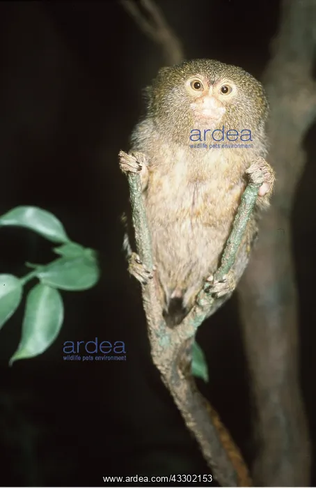 : PYGMY MARMOSET - on branch : PYGMY MARMOSET - on branch