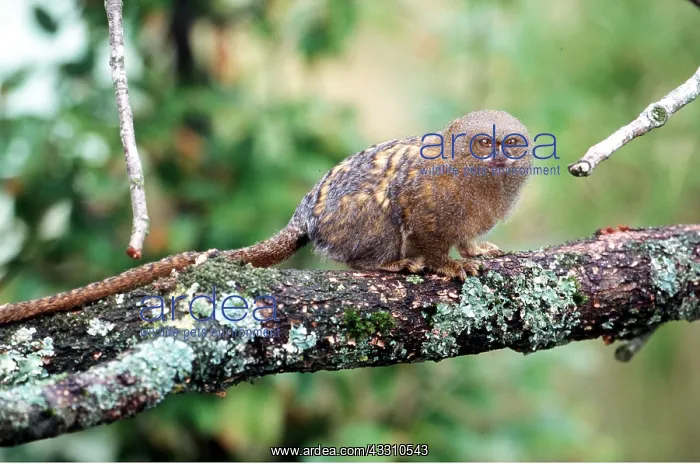 : PYGMY MARMOSET - on branch : PYGMY MARMOSET - on branch